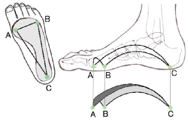 快適な歩行をつかさどる３つのアーチとその働き
